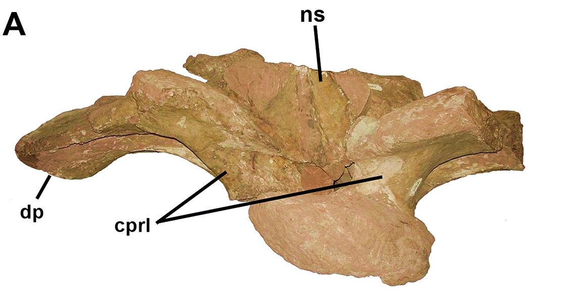 new brazilian dinosaur